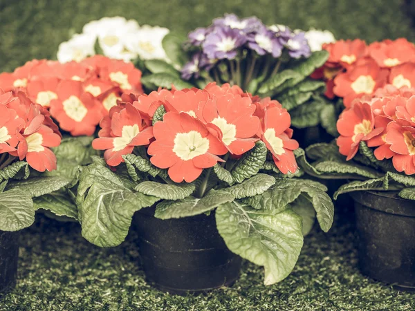 Vintage Verschoten Primrose Aka Primula Zijn Eerste Bloemen Tot Bloei — Stockfoto