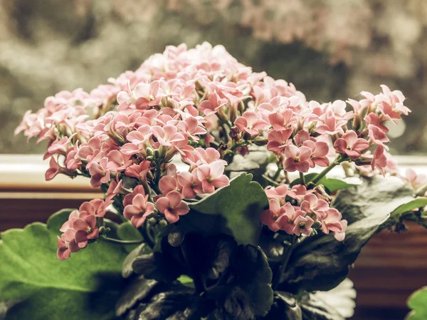 Vintage Soluk Pembe Aranjmani Saxifragales Crassulaceae Aranjmani Çiçek Çiçek Tarih — Stok fotoğraf