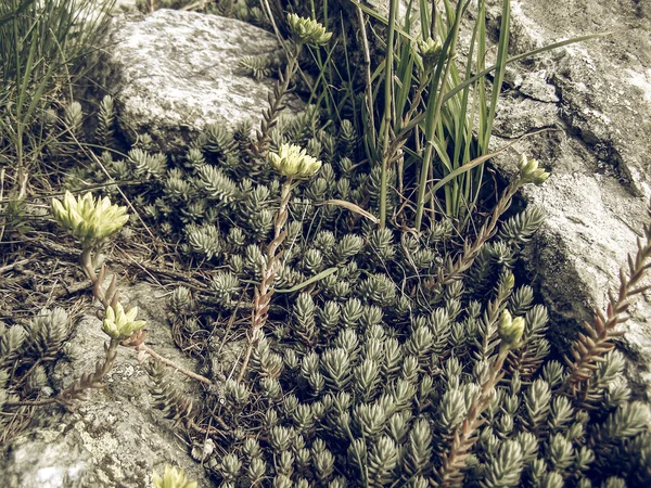 Vintage Bleknat Sempervivum Montanum Crassulaceae Fetknopp Familj Från Europeiska Alperna — Stockfoto