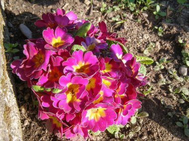 Çuha çiçeğinin pembe çiçeği namı diğer Primula vulgaris