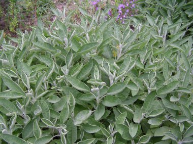 yaygın adaçayı bitkisi (bilimsel adı Salvia officinalis)