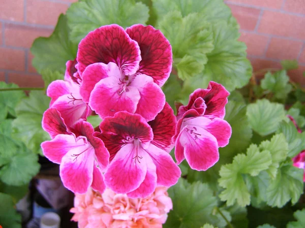 Červený Fialový Růžový Květ Rostlinného Muškátu Geraniales Neboli Jeřáb — Stock fotografie
