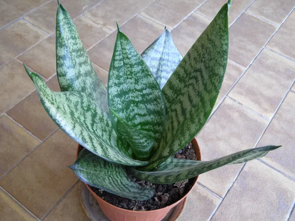 Zelená Sansevieria Aka Matka Jazyce Zákona Ďábelský Jazyk Džinský Jazyk — Stock fotografie