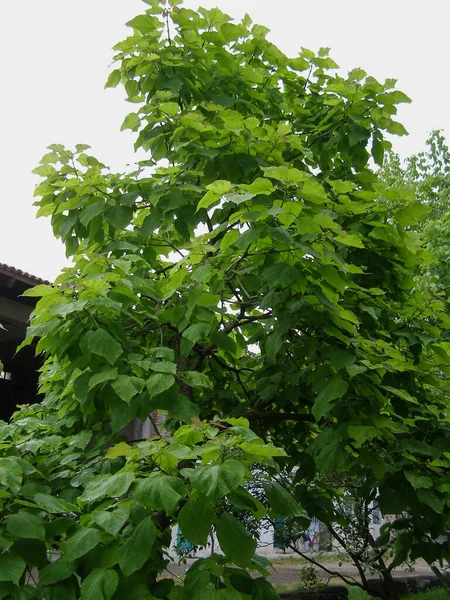 Індійське Дерево Бобів Наукова Назва Catalpa Bignonioides — стокове фото