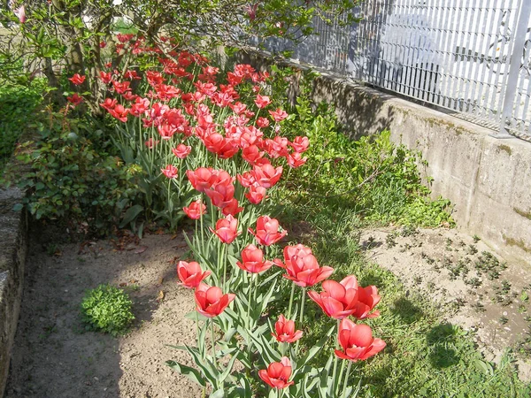 植物郁金香 Tulipa Gesneriana — 图库照片