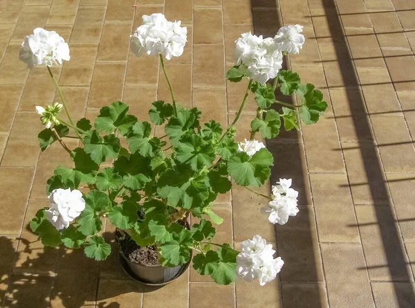 Witte Bloem Van Plantaardig Geranium Geraniales Ook Bekend Onder Naam — Stockfoto