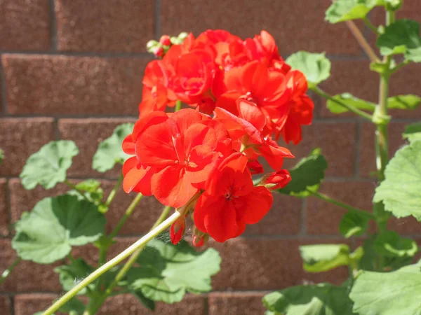 Czerwony Kwiat Roślin Geranium Geraniales Aka Cranesbill — Zdjęcie stockowe