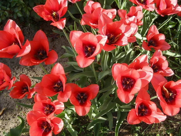 Красный Цветок Тюльпанов Tulipa Gesneriana — стоковое фото