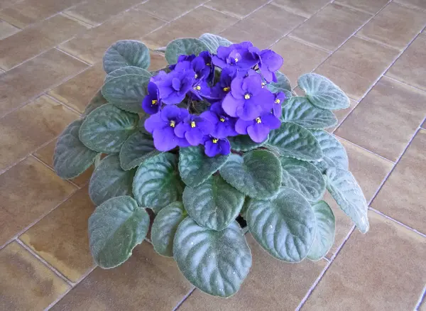 Flor Púrpura Planta Saintpaulia Houseplant Aka African Violet —  Fotos de Stock