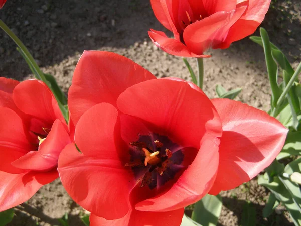 Rote Blume Der Pflanzentulpen Tulipa Gesneriana — Stockfoto