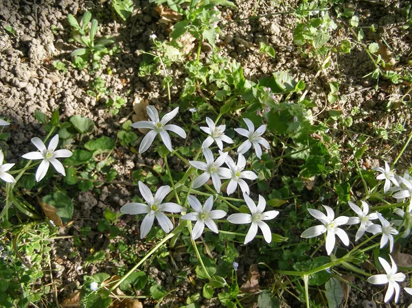 Vit Blomma Växtrinnande Näckros Zephyranthes Candida — Stockfoto