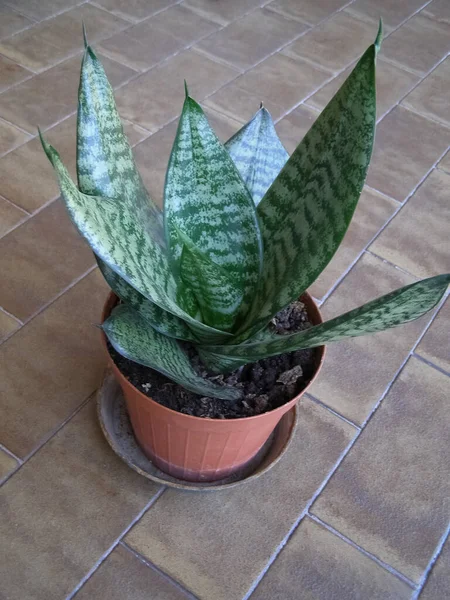 Zelená Sansevieria Aka Matka Jazyce Zákona Ďábelský Jazyk Džinský Jazyk — Stock fotografie