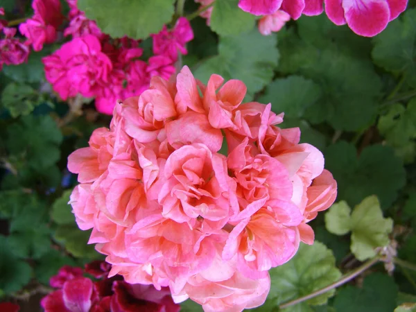 Red Violet Pink Flower Plant Geranium Geraniales Aka Cranesbill — Stock Photo, Image