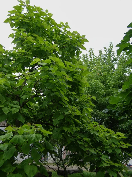 Індійське Дерево Бобів Наукова Назва Catalpa Bignonioides — стокове фото