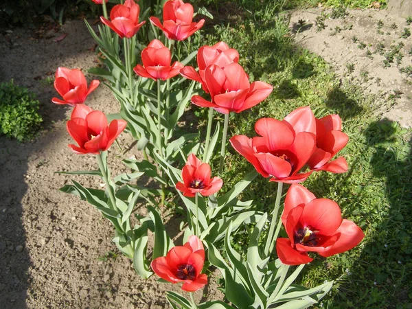 Красный Цветок Тюльпанов Tulipa Gesneriana — стоковое фото