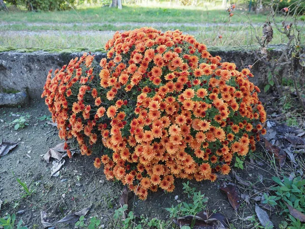 Chryzantemy Lub Chryzantemy Roślin Klasyfikacja Naukowa Anthemideae Kwiat Pomarańczy — Zdjęcie stockowe