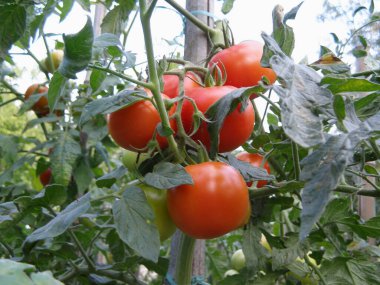 Sebze bahçesinde kırmızı ve yeşil domatesli (bilimsel adı Solanum lycopersicum) domates