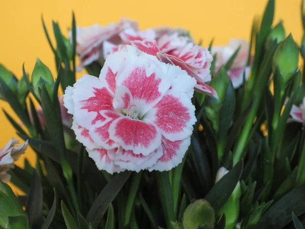 Carthusian Pink Scientific Name Dianthus Carthusianorum Plant Flower — Stock Photo, Image