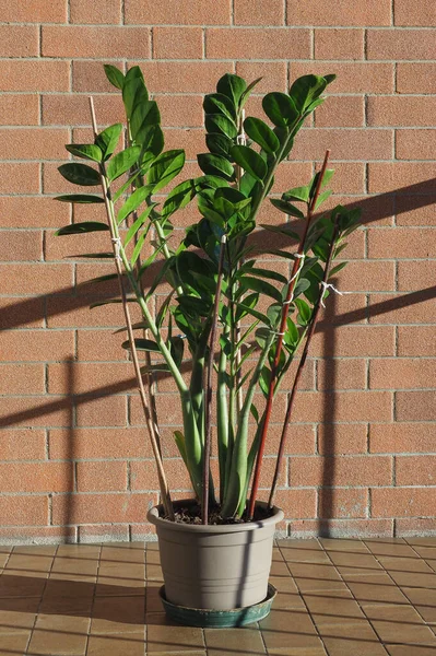 Zamia Verde Nombre Científico Zamia Furfuracea Planta —  Fotos de Stock