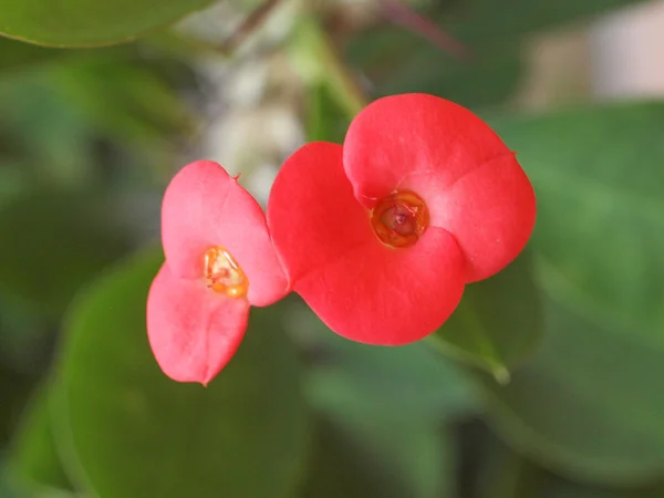 Euphorbia milii fiore — Foto Stock