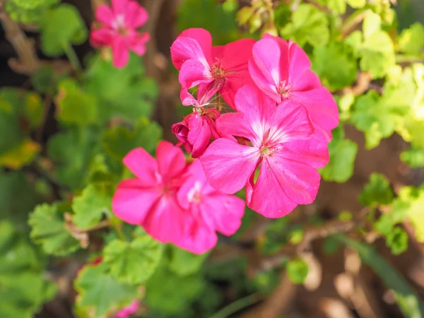 Flor de geranio —  Fotos de Stock