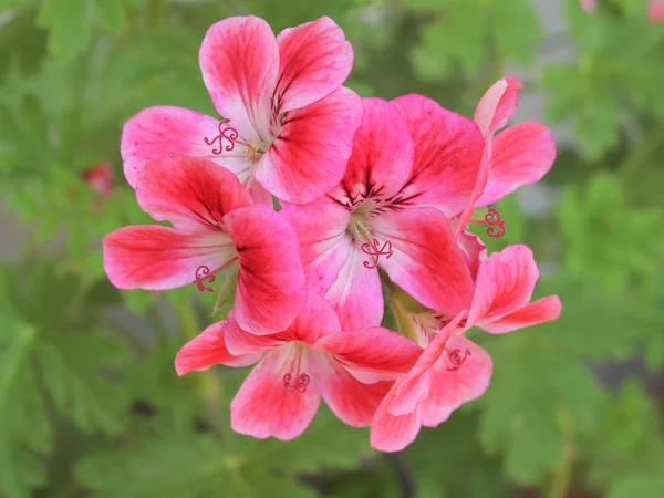 Geranium blomma — Stockfoto