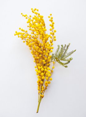 Mimoza çiçek bitki