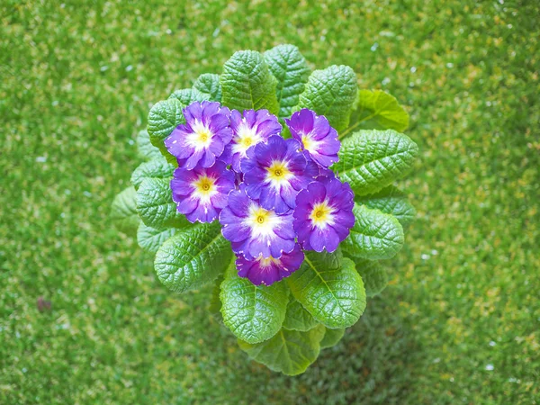 Primose プリムラの花の別名 — ストック写真