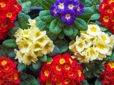 Primose aka Primula çiçek