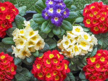 Primose aka Primula çiçek