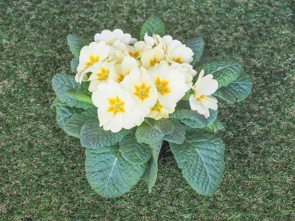 Primose aka Primula flower — Stockfoto