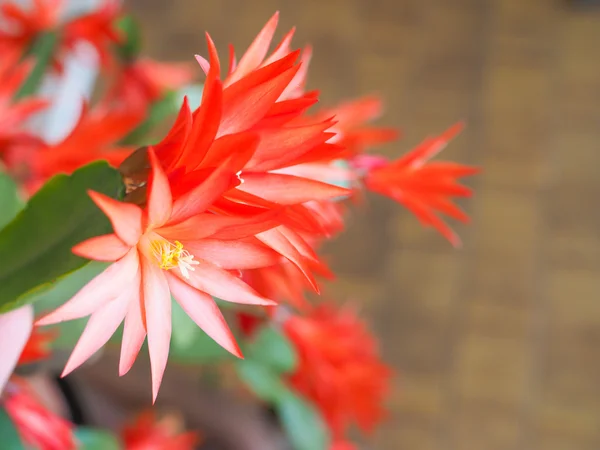 Schlumbergera flower