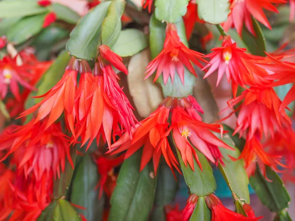 Flor de Schlumbergera Imagen de stock