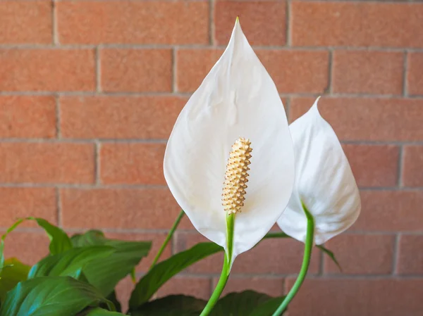 Белый цветок калла — стоковое фото