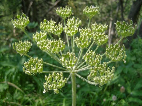 Fehér Ligusticum scoticum virág — Stock Fotó