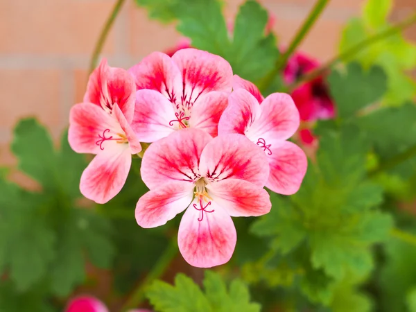 Geranium květ — Stock fotografie