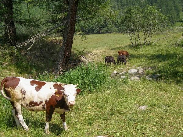 Mamífero bovino — Fotografia de Stock