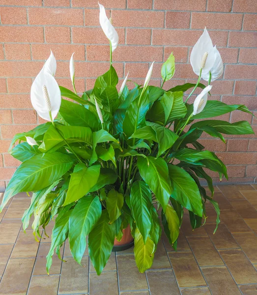 สีขาว calla ดอกไม้ — ภาพถ่ายสต็อก