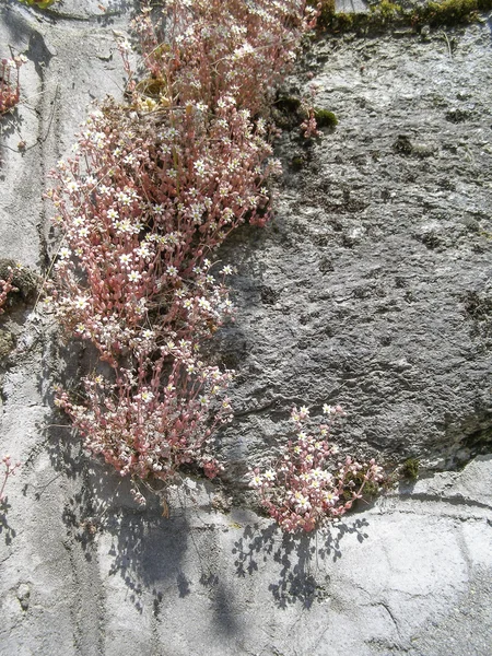 Flor branca de sempervivum — Fotografia de Stock
