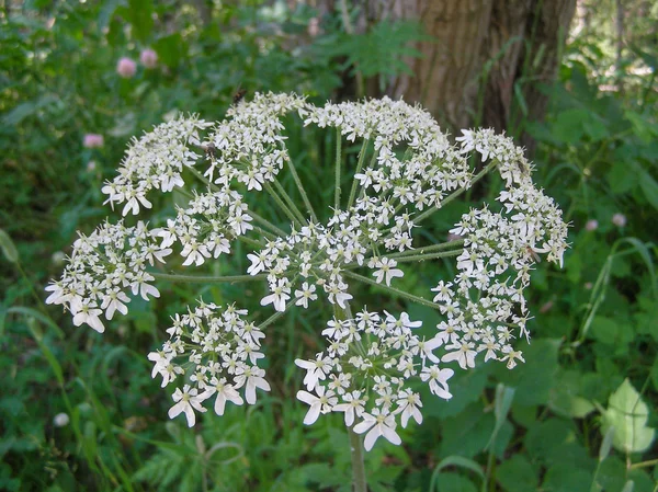 White Ligusticum scoticum — стоковое фото