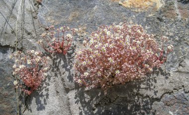 Beyaz Sempervivum çiçek
