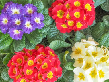 Primose aka Primula çiçek