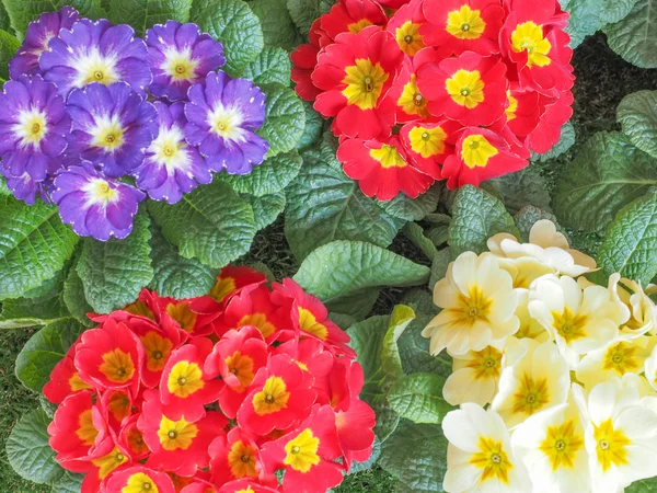 Primose aka Primula flower — Stockfoto