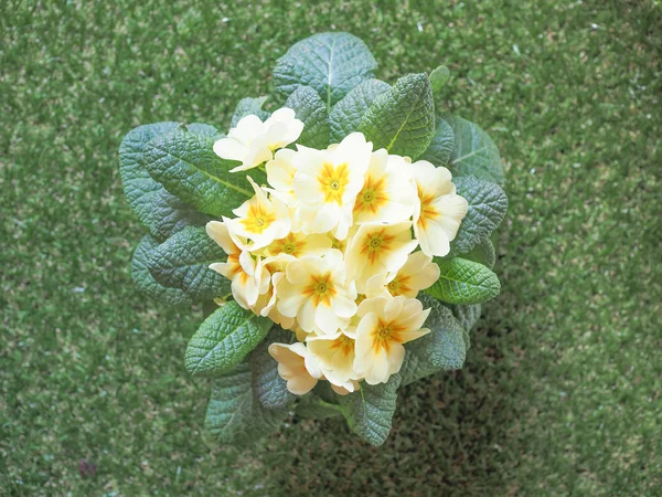 Primose aka Primula flower — Stock Photo, Image