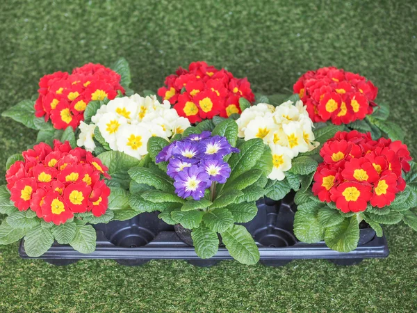 Primose aka Primula flower — Stockfoto