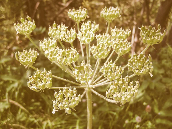 Retro looking White Ligusticum scoticum flower — Stock Photo, Image