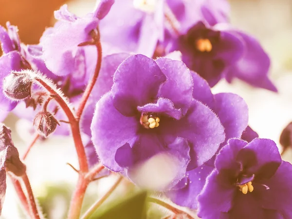 Retro görünümlü Menekşe çiçek