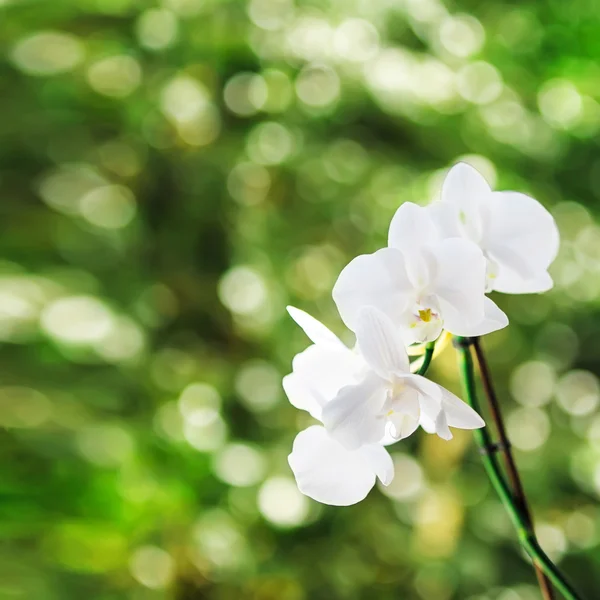 White orchid, green bokeh in background. — Stock Photo, Image