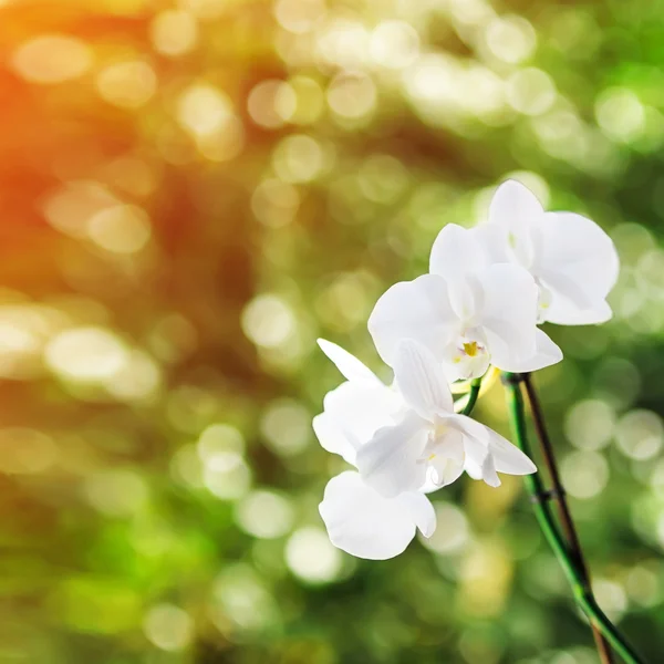 Orquídea branca na luz solar, bokeh verde no fundo . — Fotografia de Stock