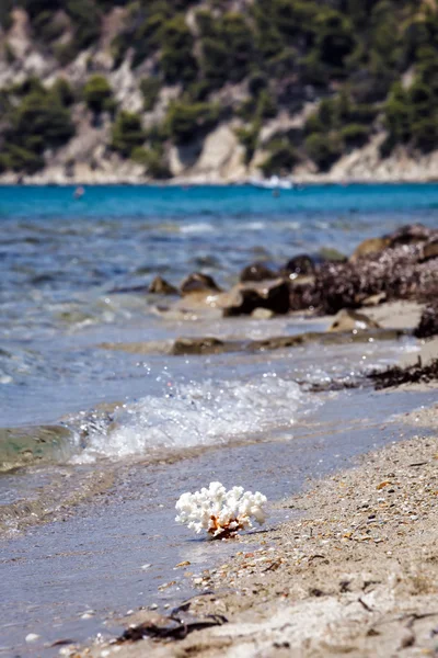 White coral on sea beach — Stock Photo, Image
